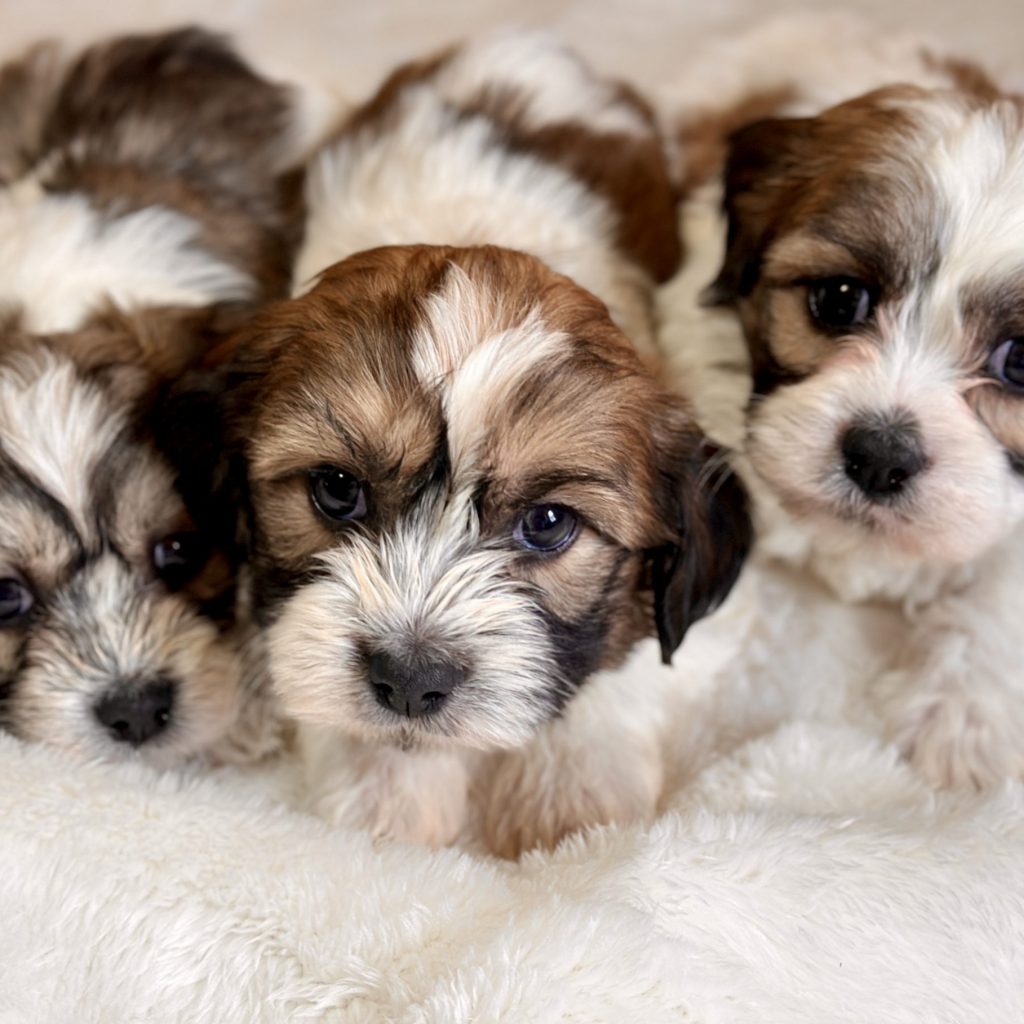 Maltichon Puppies for sale