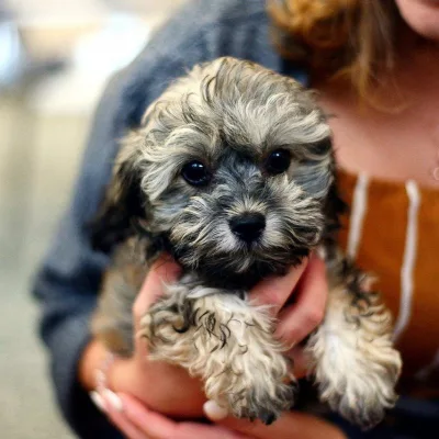 Shih Poo 2 e1749004847527