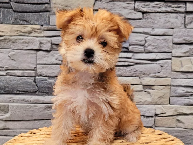 morkie puppies for sale