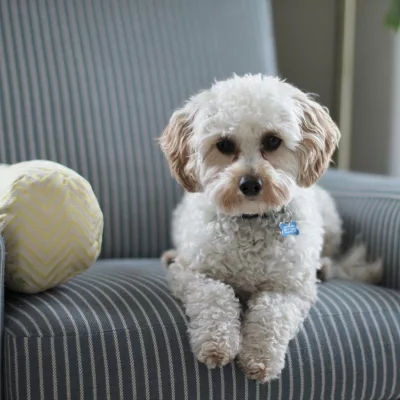 cavapoo puppy