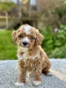 Boy Finn - Cavapoo