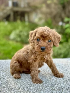 Boy Frankie - Cavapoo
