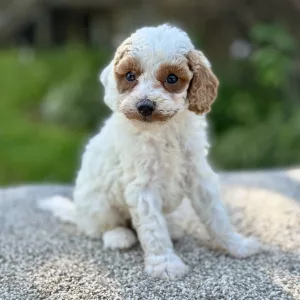 Boy Frosty - Cavapoo