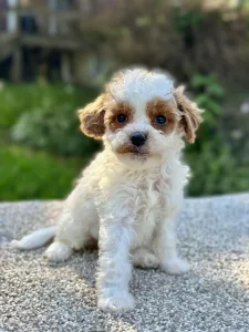 Girl Fiona - Cavapoo