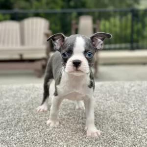 Girl Bella - Boston Terrier