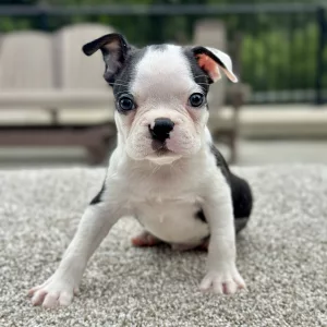 Boy Bandit - Boston Terrier