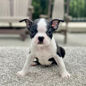 Female Bonnie - Boston Terrier