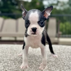 Girl Blossom - Boston Terrier