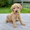 Female F1 Mini Goldendoodle puppy for sale near you