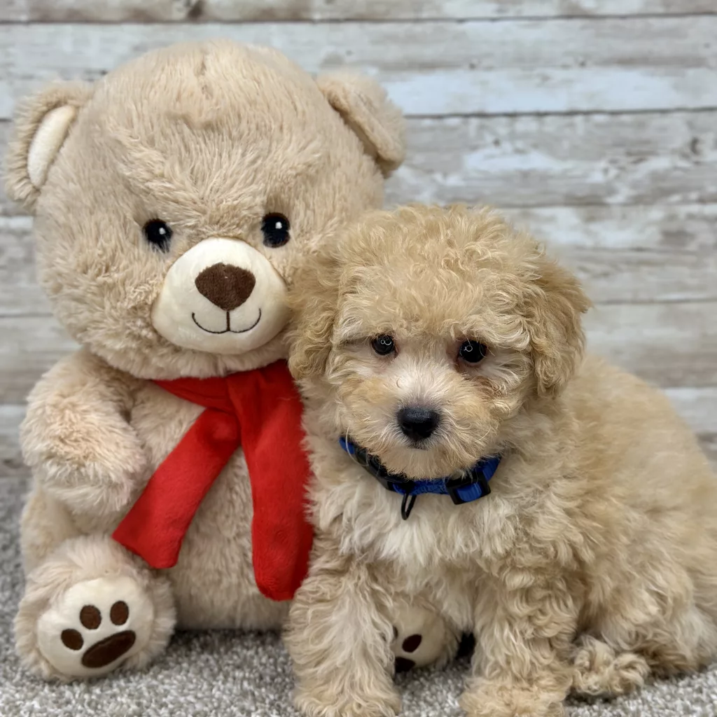 Toy poodle puppies for sale, toy poodle puppy for sale