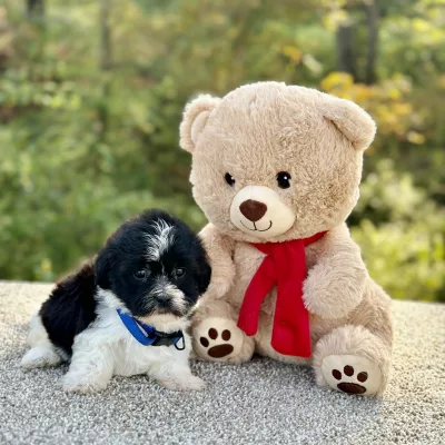 Bichon Black & White Puppy for sale - JTTB92191