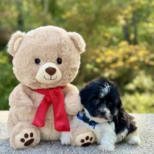 Bichon Black & White Puppy for sale - JTTB92192