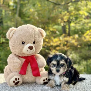 Girl Ember - Morkie