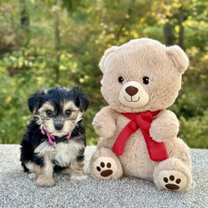 Girl Eden - Morkie