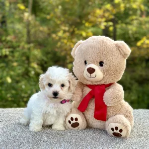 Girl Oriana - Poochon