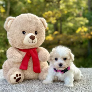 Girl Odessa - Poochon