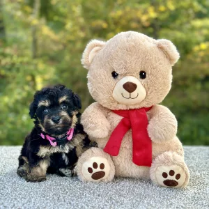 Girl Octavia - Poochon