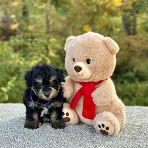 Boy Ozzie - Poochon