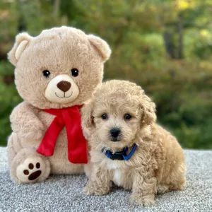 Boy Oslo - Poochon
