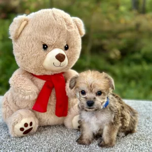 Boy Apollo - Morkie
