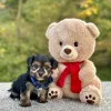 Morkie puppy for sale