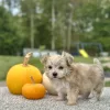 Morkie puppy for sale