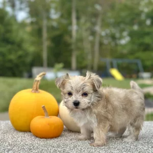 Boy Ernie - Morkie