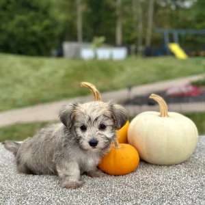 Girl Ellie - Morkie