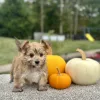 Morkie puppy for sale