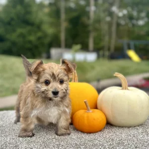 Girl Eliza - Morkie