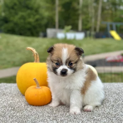 Pomeranian puppy for sale