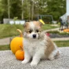 Pomeranian puppy for sale