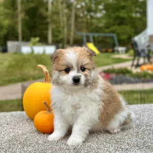 Pomeranian puppy for sale