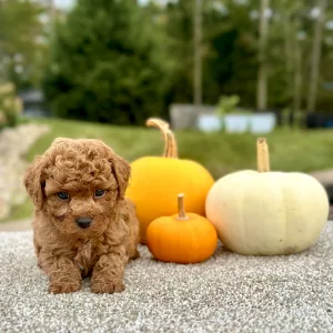 Boy Quincy - Poodle