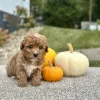 Poodle puppy for sale