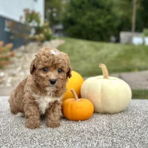 Boy Quenby - Poodle