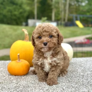 Boy Quill - Poodle