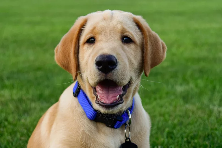 Boundless Horizon puppies, delivered across every state in the united states